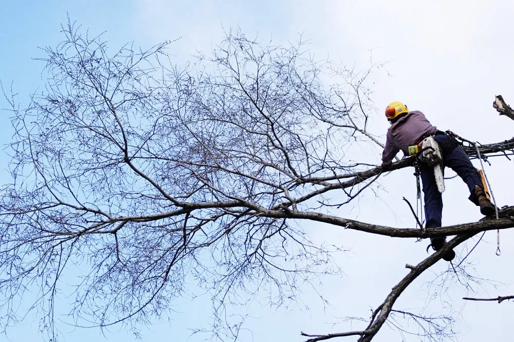 Professional outdoor landscaping for residential properties in Champaign, IL by Klismith Tree Service