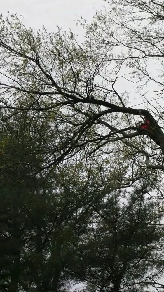 Professional lawn care service in Piscataway, NJ by K.L.M. Tree Service & Landscaping