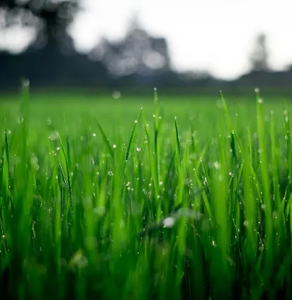 Reliable residential landscaping in Amarillo, TX by K&M Dynamics