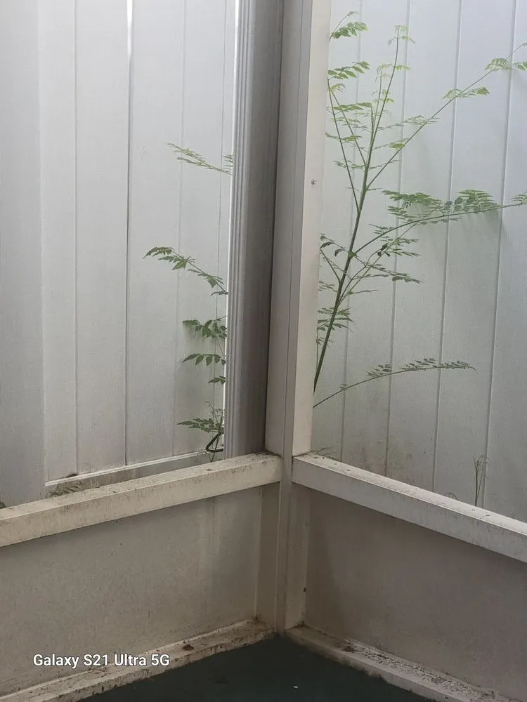 Reliable yard cleanup service in Deltona, FL - Km Landscaping