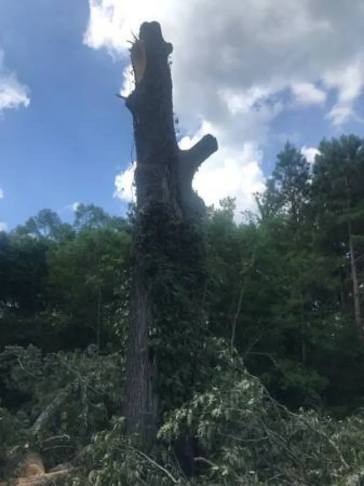 Professional lawn care service for outdoor upgrades in Terry, MS by KMF Tree service