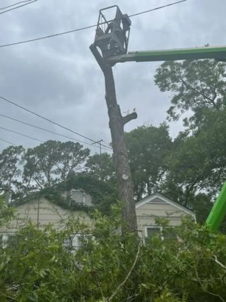 Professional landscape design for year-round maintenance across Terry, MS - KMF Tree service