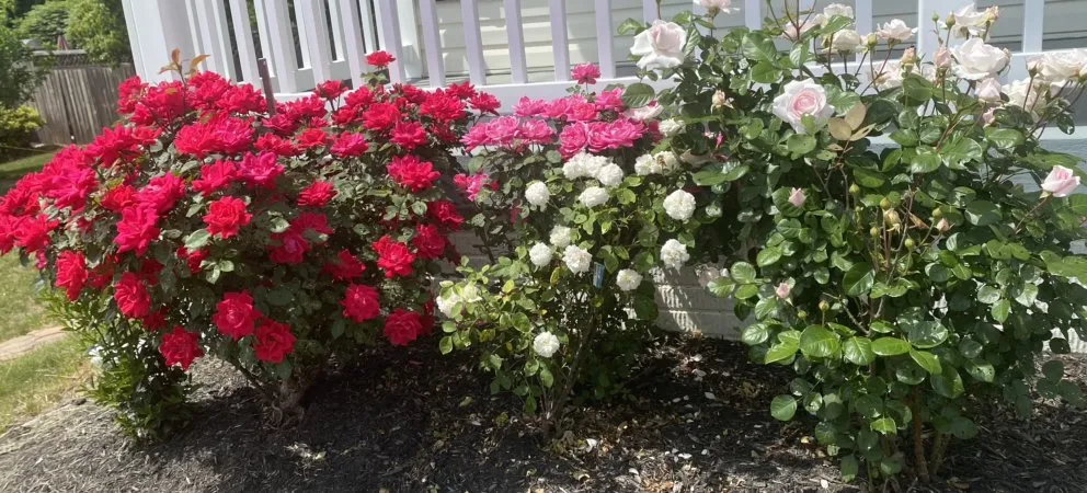 Professional outdoor landscaping experts serving Fredericksburg, VA - KMT Services