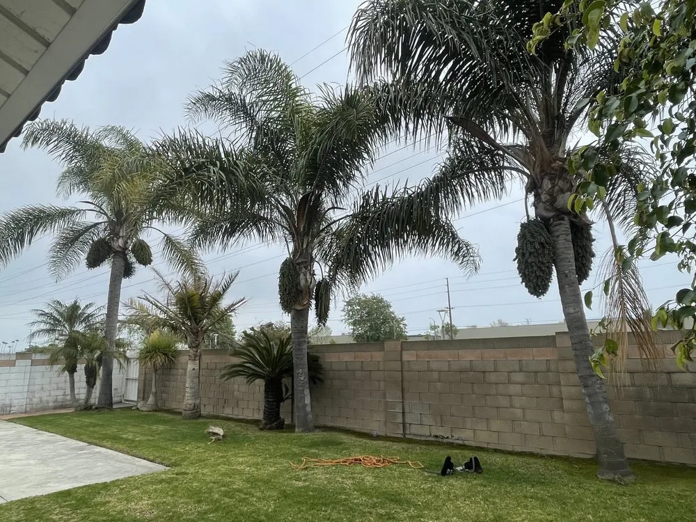 Top-rated residential landscaping experts serving Santa ana, CA - KN Landscape