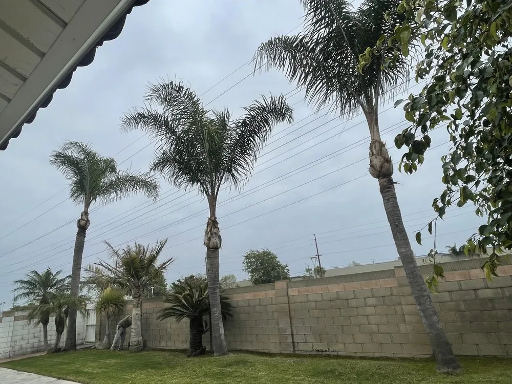 Trusted yard maintenance in Santa ana, CA by KN Landscape