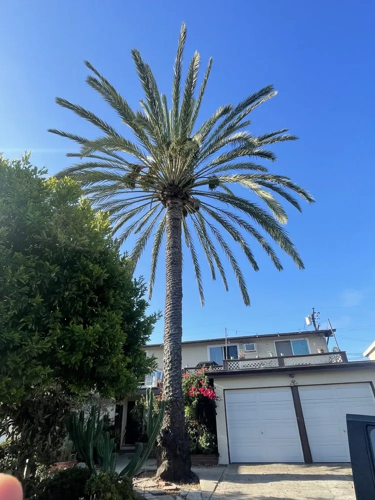 Professional garden landscaping in Santa ana, CA by KN Landscape