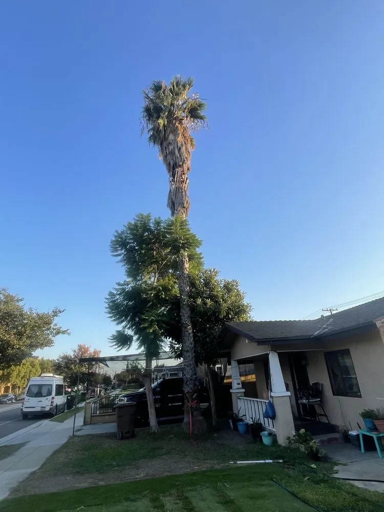 Custom garden landscaping in Santa ana, CA by KN Landscape