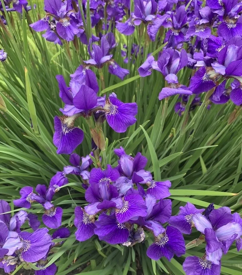 Reliable yard cleanup service for homes across Suffern, NY - Knapp's Landscaping