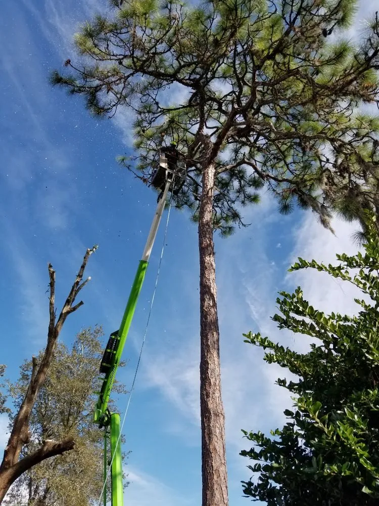Affordable landscape installation in Astor, FL - KNC Tree Service