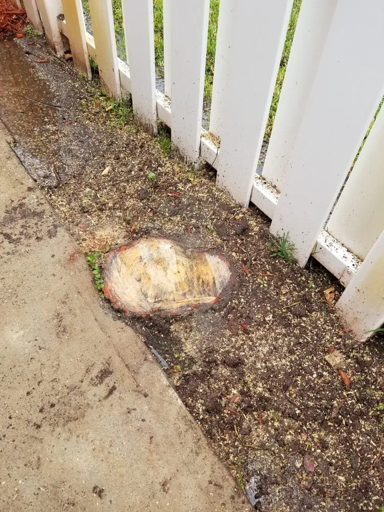 Local outdoor landscaping experts serving Astor, FL - KNC Tree Service