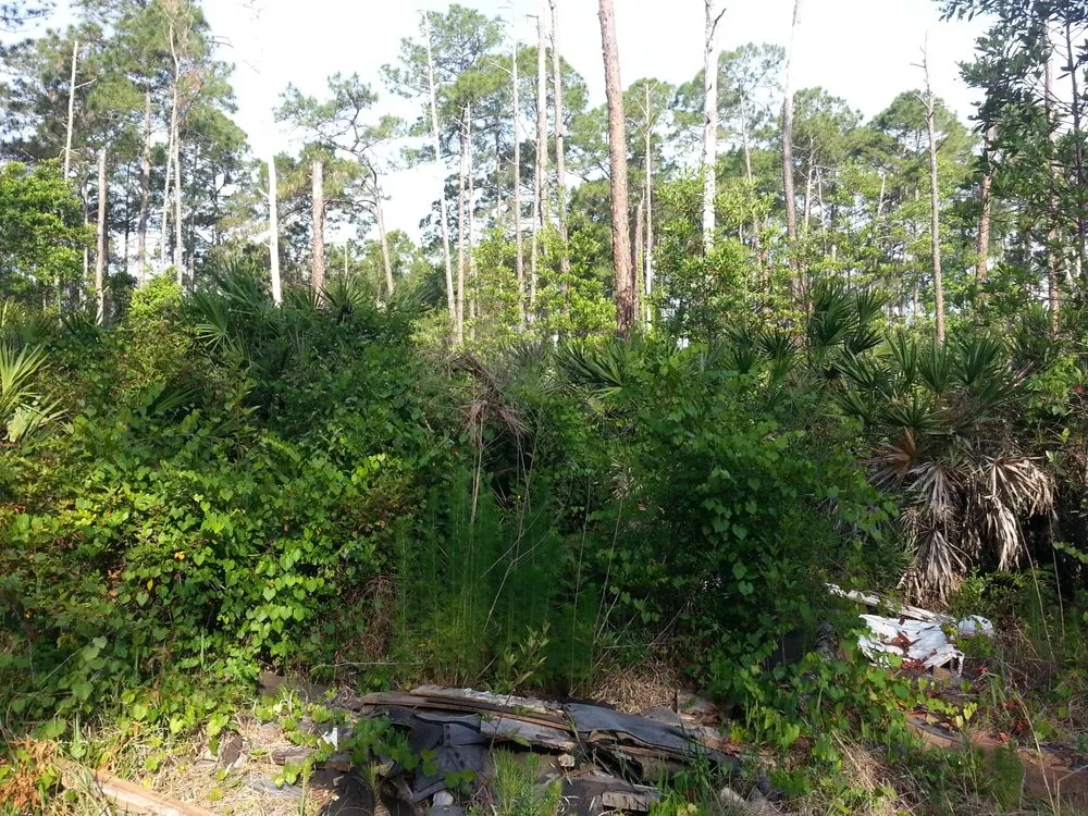 Professional lawn care service experts serving Astor, FL - KNC Tree Service