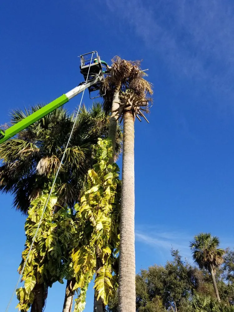 Top-rated lawn care service in Astor, FL - KNC Tree Service