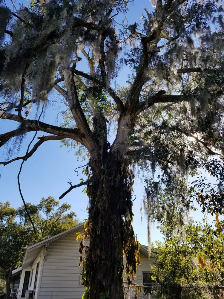 Reliable landscape design in Astor, FL by KNC Tree Service