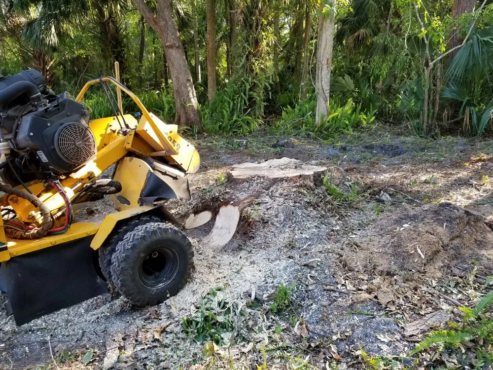 Professional yard cleanup service in Astor, FL by KNC Tree Service