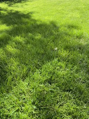 Knecht One Lawn Specialists Logo