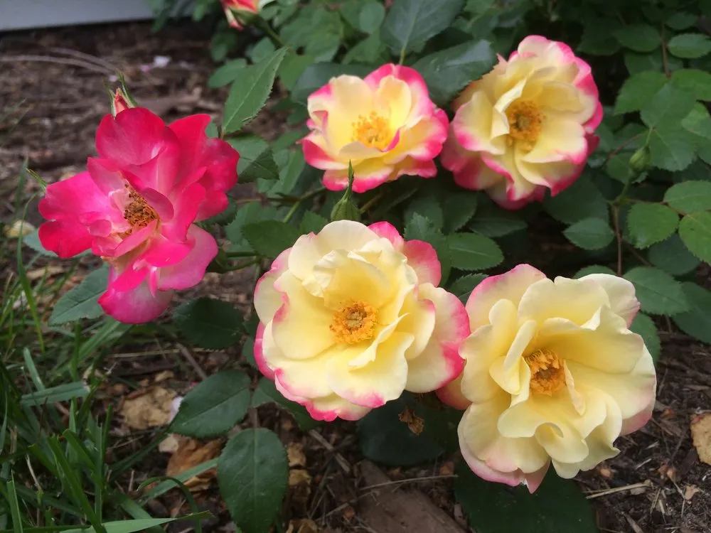 Local residential landscaping in Northfield, MN - Knecht's Nurseries & Landscaping