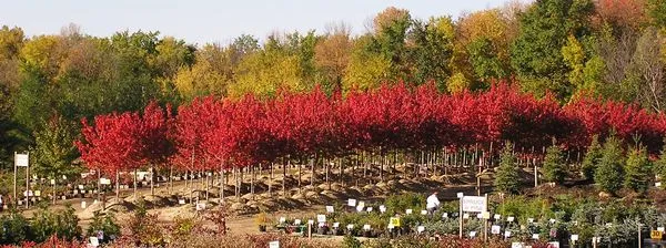 Knecht's Nurseries & Landscaping