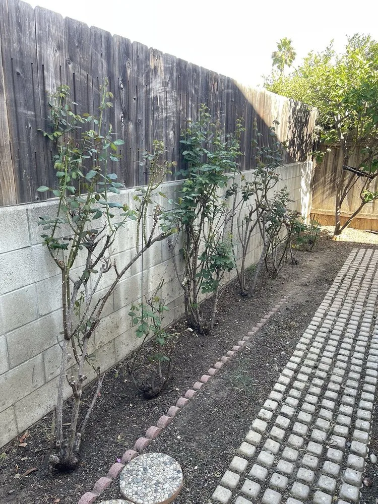 Top-rated yard maintenance in El Cajon, CA - Kniffing's Landscape + Maintenance