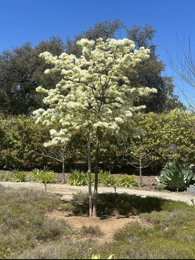 Trusted lawn care service in El Cajon, CA - Kniffing's Landscape + Maintenance