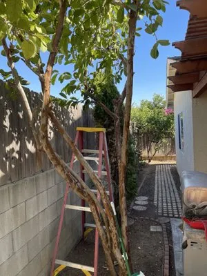 Kniffing's Landscape + Maintenance Logo