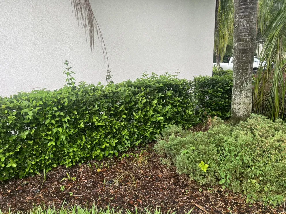 Expert landscape installation for outdoor upgrades in Lakeland, FL by Knights Landscape Design