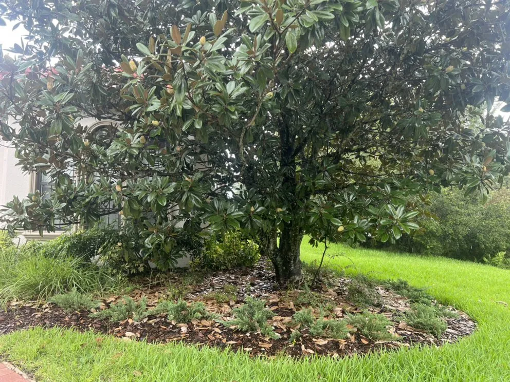 Affordable landscape installation in Lakeland, FL - Knights Landscape Design