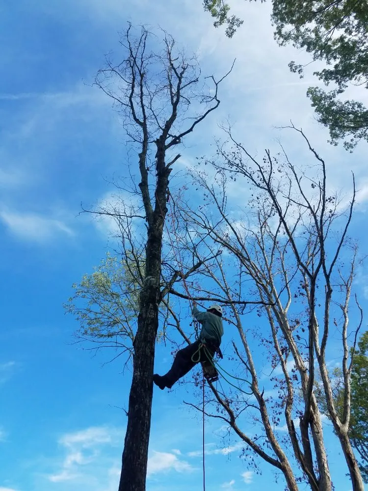 Trusted landscaping services for beautiful yards in Smyrna, TN by Knights Landscaping Construction And Design