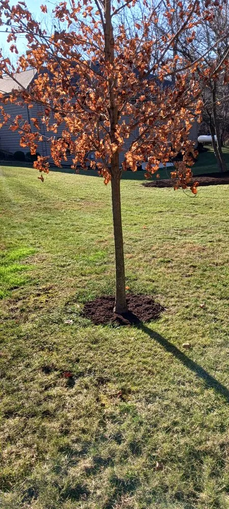 Trusted landscape design in Springfield, OH - Knights Lawn Care