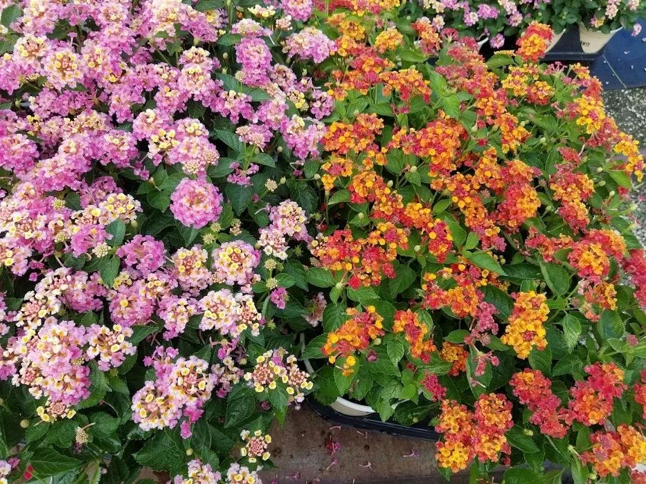 Professional landscape design experts serving Lafayette, LA - Knight's Precision Cuts