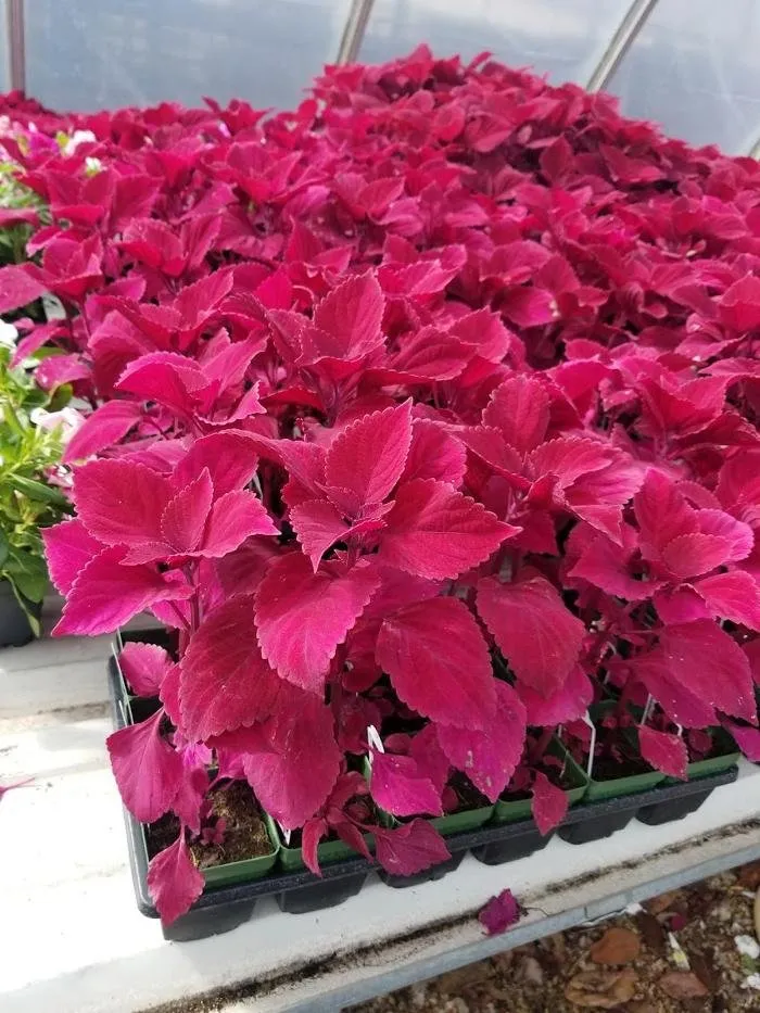 Expert lawn care service for year-round maintenance across Lafayette, LA - Knight's Precision Cuts