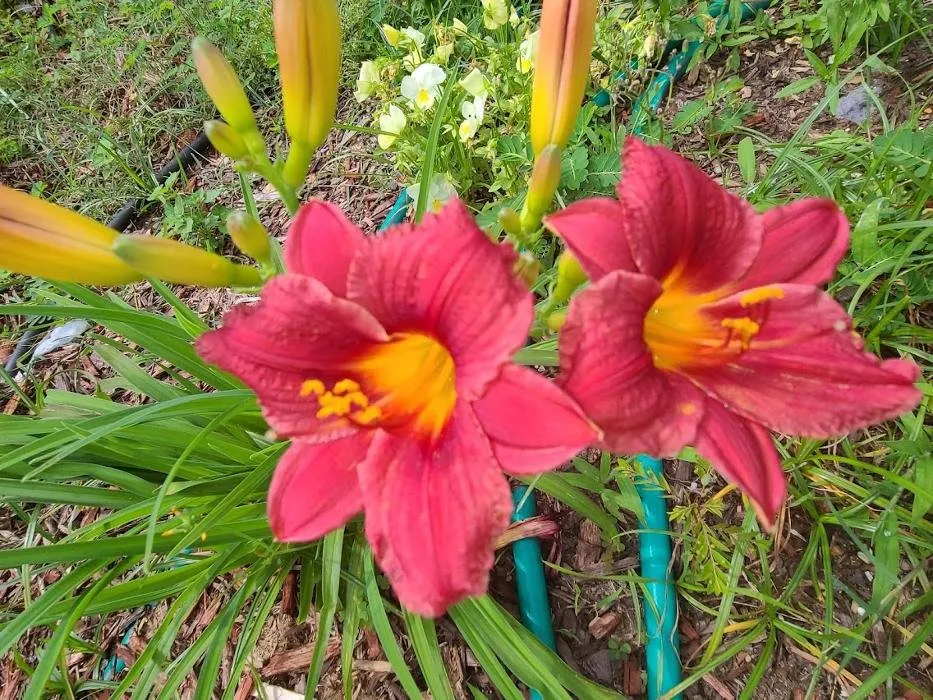 Trusted lawn mowing service in Lafayette, LA by Knight's Precision Cuts