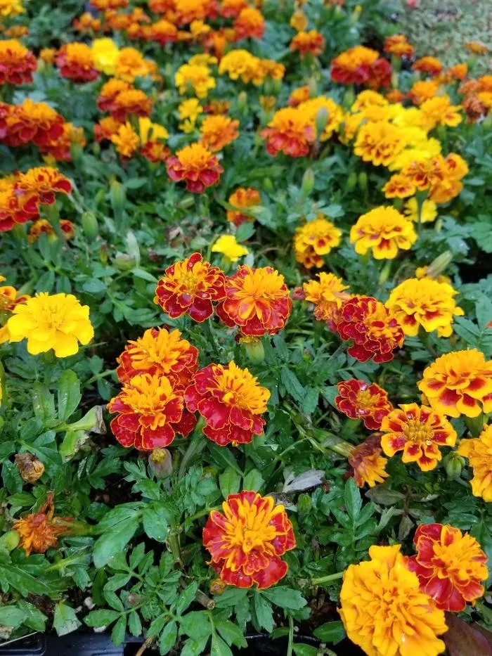 Professional landscape design for residential properties in Lafayette, LA by Knight's Precision Cuts