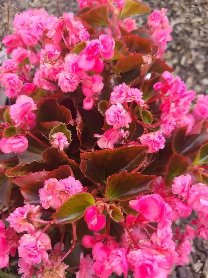 Trusted garden landscaping in Lafayette, LA - Knight's Precision Cuts