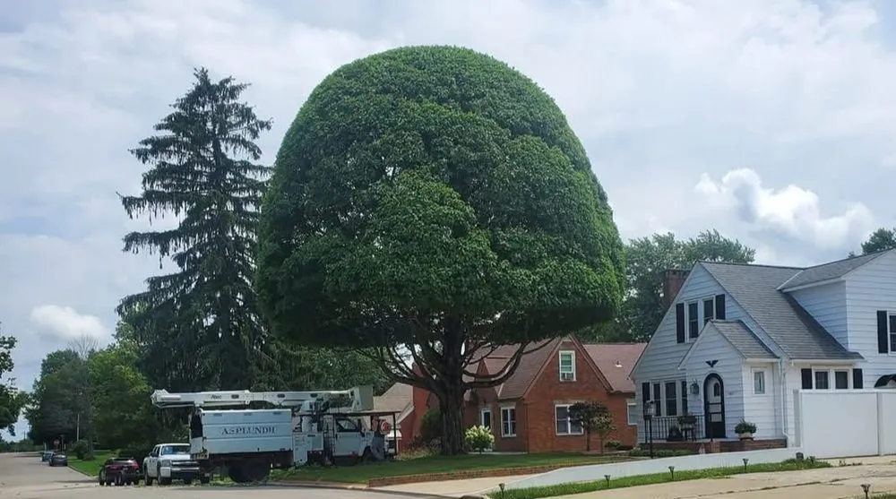 Affordable yard maintenance with custom design in Lucas, OH by Knipp's Tree Service
