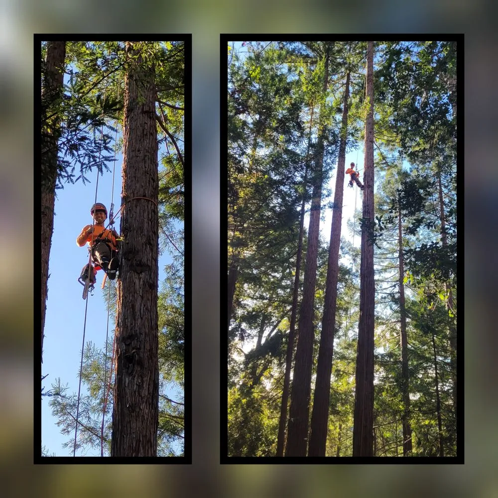 Top-rated residential landscaping for outdoor upgrades across Aptos, CA - K.N.K Fire and Forest Management