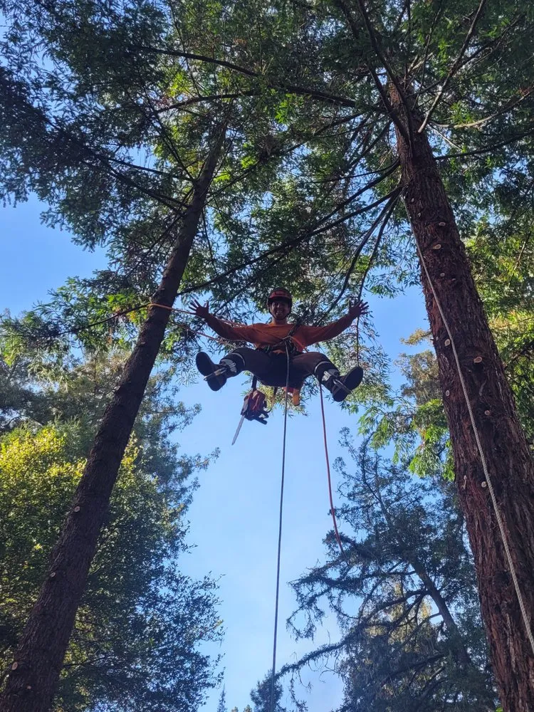 Top-rated landscaping services experts serving Aptos, CA - K.N.K Fire and Forest Management