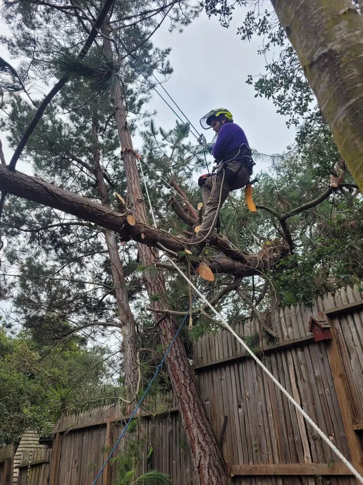 Local landscape design near you in Aptos, CA by K.N.K Fire and Forest Management