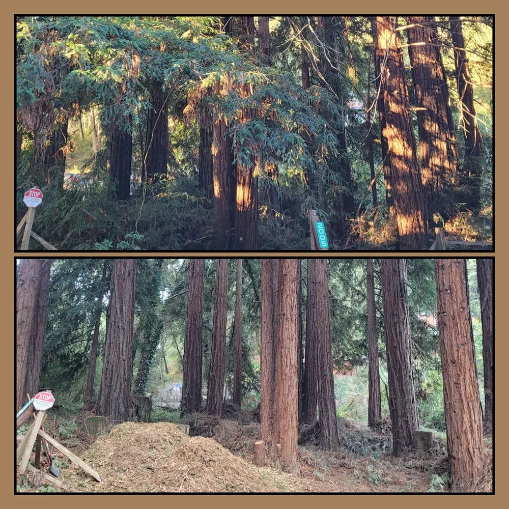 Trusted yard cleanup service experts serving Aptos, CA - K.N.K Fire and Forest Management