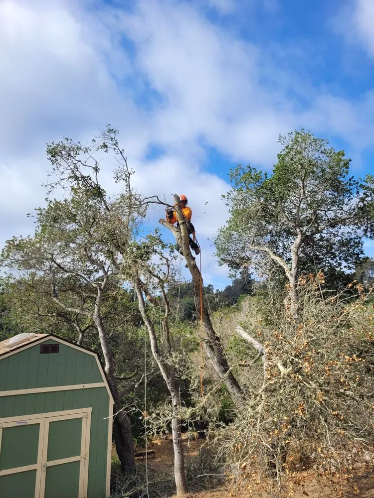 Local landscape design in Aptos, CA by K.N.K Fire and Forest Management