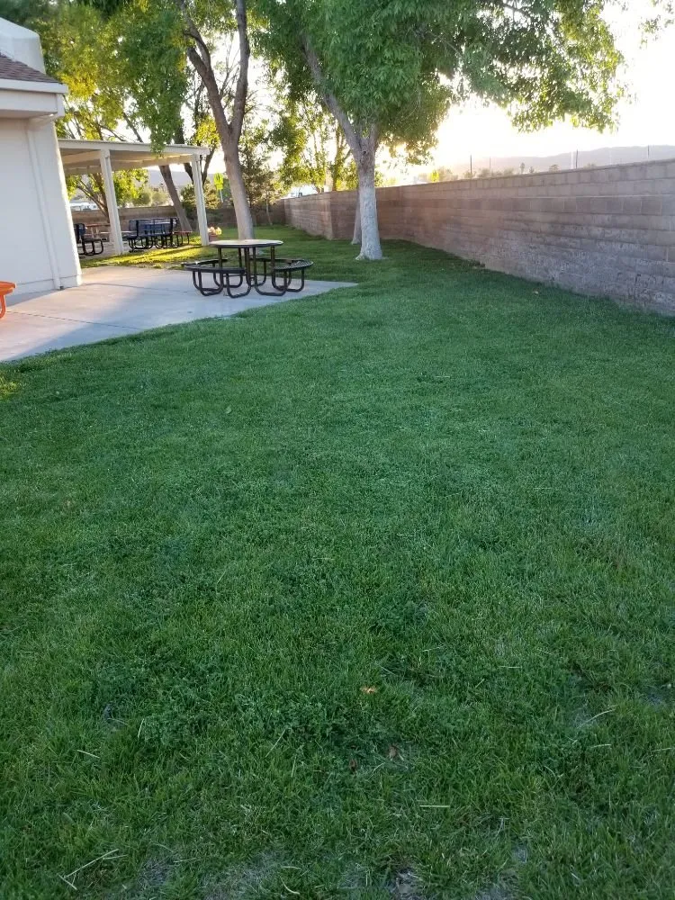 Top-rated lawn mowing service in Las Vegas, NV - Knockout landscape