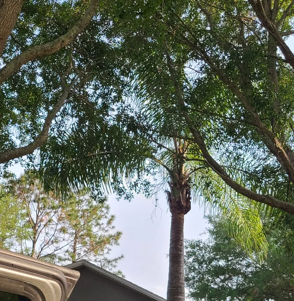 Expert yard cleanup service experts serving Eustis, FL - Knockout Landscaping