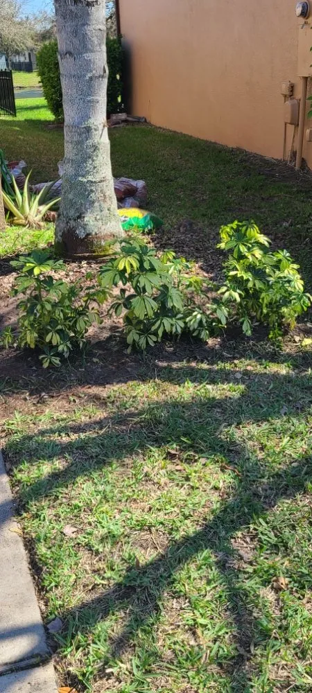 Affordable landscape installation in Eustis, FL - Knockout Landscaping