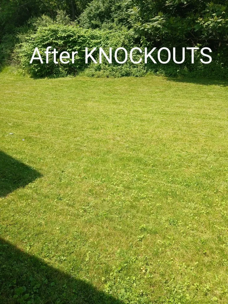 Expert garden landscaping for residential properties across Canton, OH - Knockouts