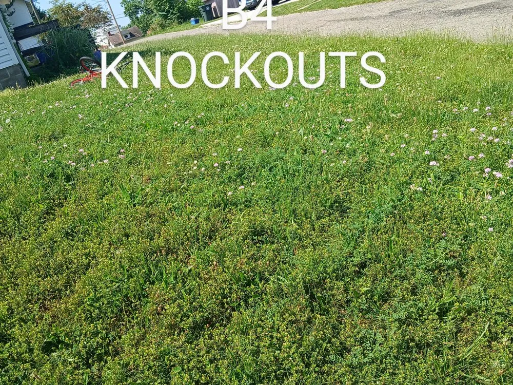 Local lawn care service experts serving Canton, OH - Knockouts