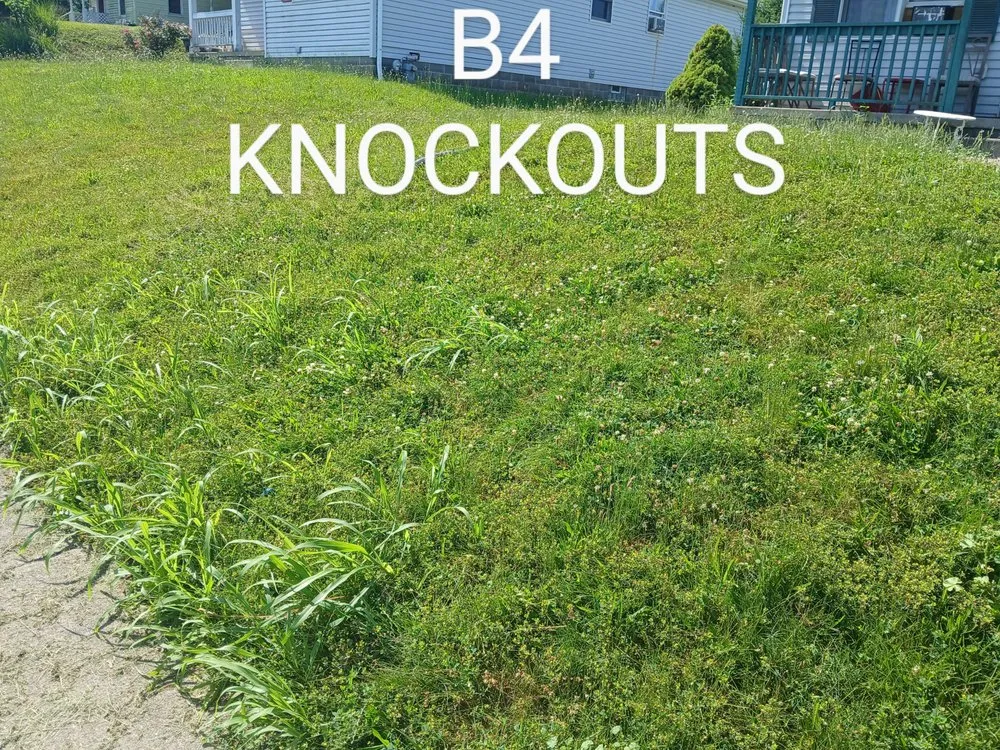 Top-rated yard cleanup service in Canton, OH by Knockouts