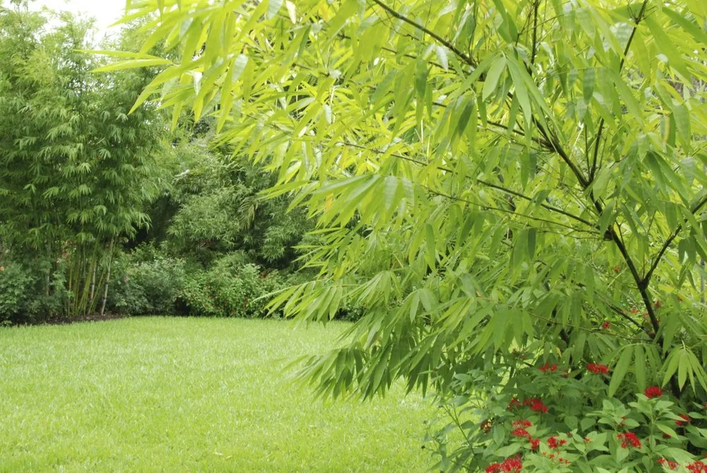 Affordable garden landscaping for outdoor upgrades in Miami, FL by Knoll Landscape Design