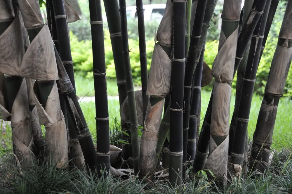 Expert landscape installation for homes in Miami, FL by Knoll Landscape Design