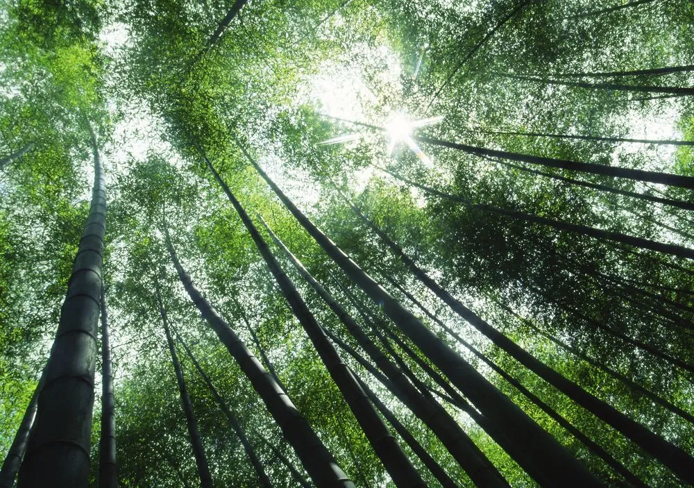 Custom residential landscaping in Miami, FL by Knoll Landscape Design