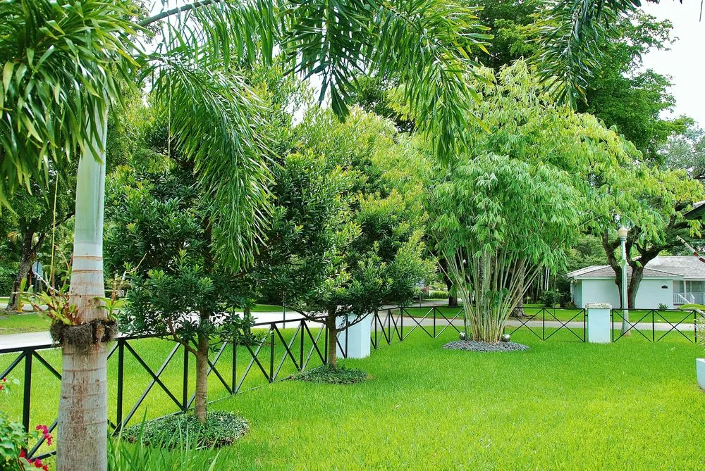 Local yard maintenance near you in Miami, FL by Knoll Landscape Design