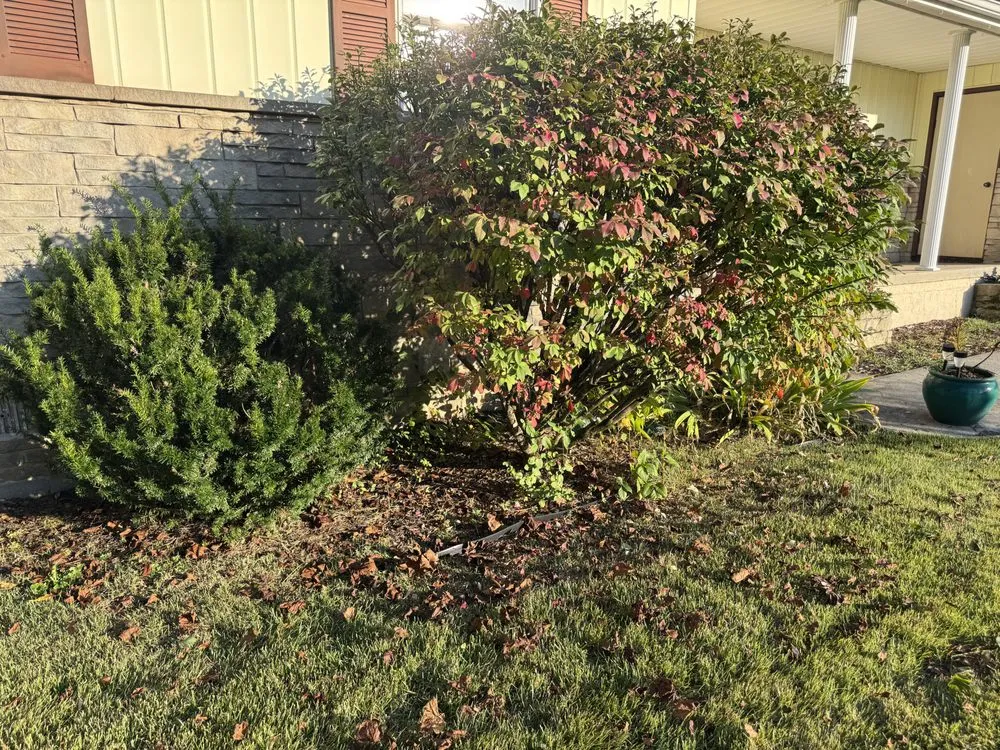 Affordable yard cleanup service in Grafton, WV by Knotts LawnCare